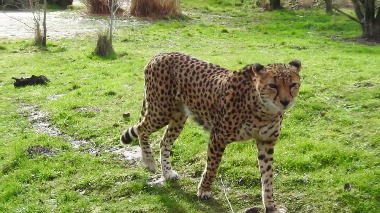 スーダンチーター Sudan cheetah 2020 0213 - YouTube