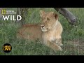 Safari Live - Day 323 | Nat Geo Wild