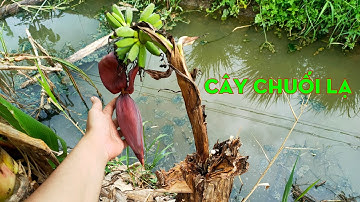 Cây Chuối đột biến độc lạ mọc giữa thân