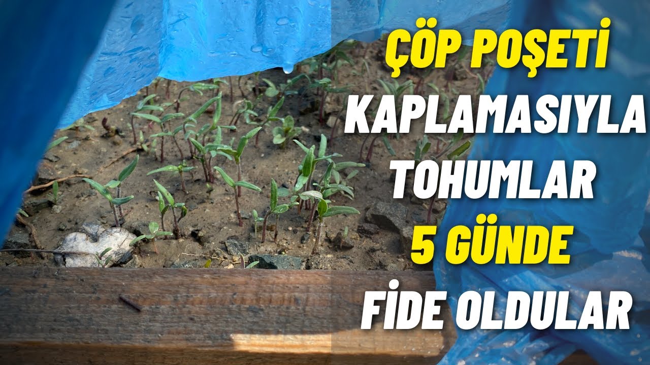 çöp poşeti ile tohumlara sauna yaptık 5 günde fide oldular %100