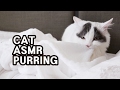 Cat ASMR: Purring