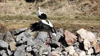 Bocian biely, Ciconia ciconia, White Stork