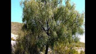 PERRO  BICHI Y MUJERIEGO.wmv