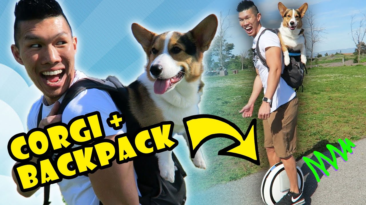 k9 backpack corgi