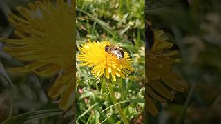 Пчёлы собирают нектар с одуванчика