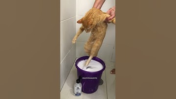 BANHO EM GATOS MIANDO - BANHO DO PAULINHO #shorts #comedia #gatos #pet