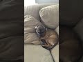 He is sad that my friends dog choppa passed