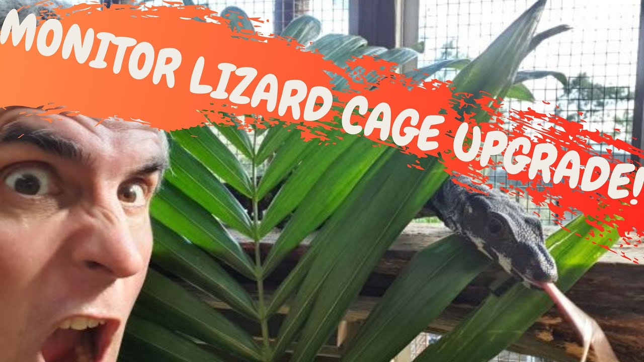 MONSTER MONITOR LIZARD CAGE UPGRADE CrittaCam YouTube