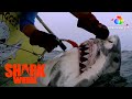 Shark Tagging! Step Into the Danger Zone! | Great White Serial Killer: Fatal Christmas | discovery+
