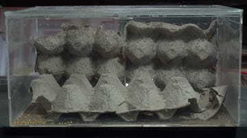 Ant Scatter vs Single File: Which Clears Faster? 📈