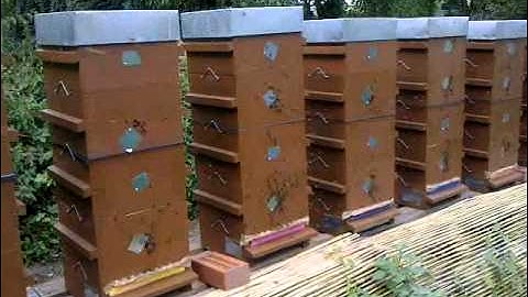 apiary with Warré hive splits