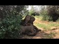 Sleepy elephant calf conks out on top of another elephant