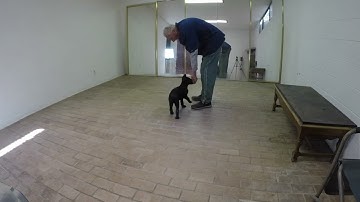 Clicker Train the very beginning Ender Part 4