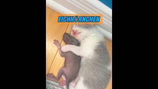 Haben Tiere wirklich Emotionen? #animisme #animal #animals #animalintelligence