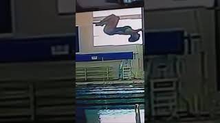 My first ever 301 Reverse dive Tuck #diving #bravegang #skill #springboard #diver