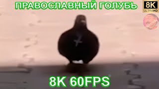 Православный Голубь 8K 60Fps🕊🕊🕊