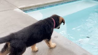 Pool maintenance Dog