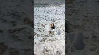 французский бульдог Мигель.