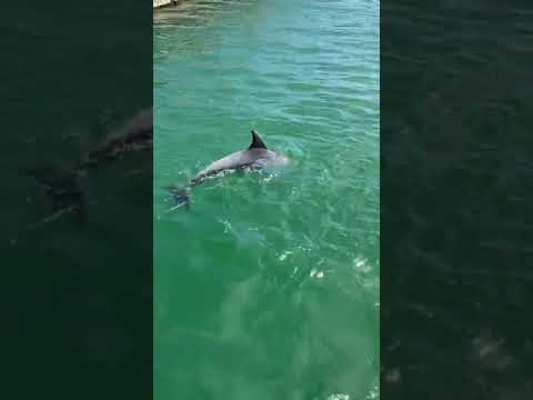 Delfini al porto di Cagliari, 7 maggio 2020