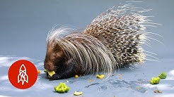 Meet the World's Largest Porcupine