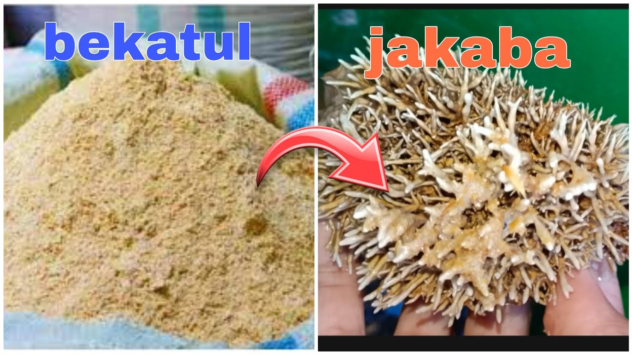 Cara Mudah Membuat Jakaba dengan Bekatul