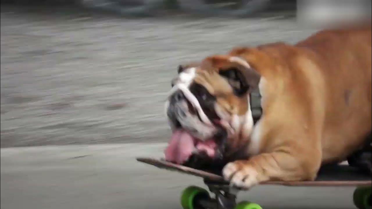 Chowder the SKATEBOARDING DOG! YouTube