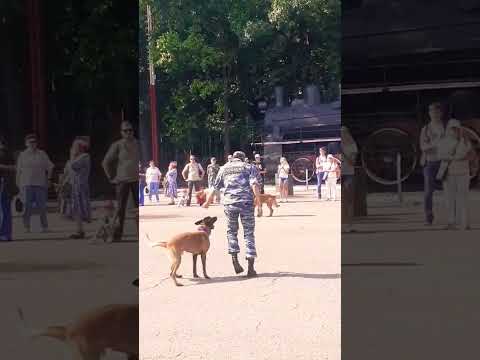 Выступление дрессированных собак с кинологами в музее Гора на день фронтовой собаки
