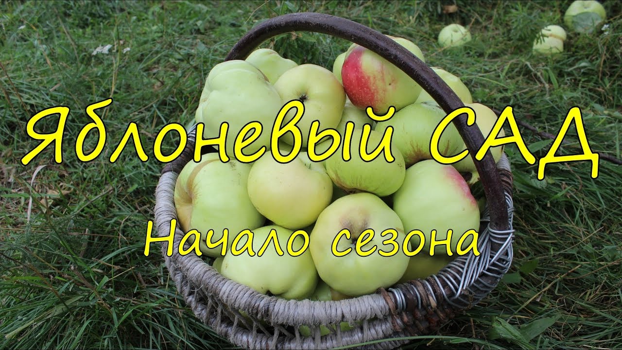 яблоневый сад фото