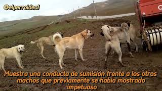 Nuevo integrante en la manada -  Lecciones de vida que un perro nunca olvidará by Elperroideal 2,925 views 2 months ago 4 minutes, 19 seconds