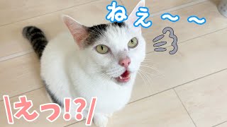 チロさんご飯は3時間後ですよ…汗