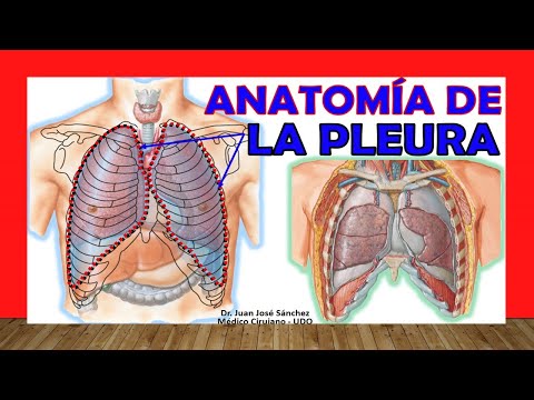 🥇 Anatomía de la PLEURA. Fácil, Rápida y Sencilla.