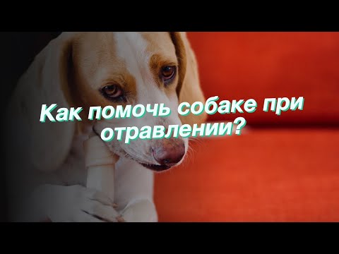 Как помочь собаке при отравлении?