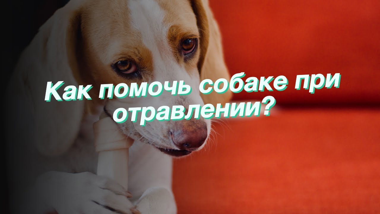 щенки были отравлены