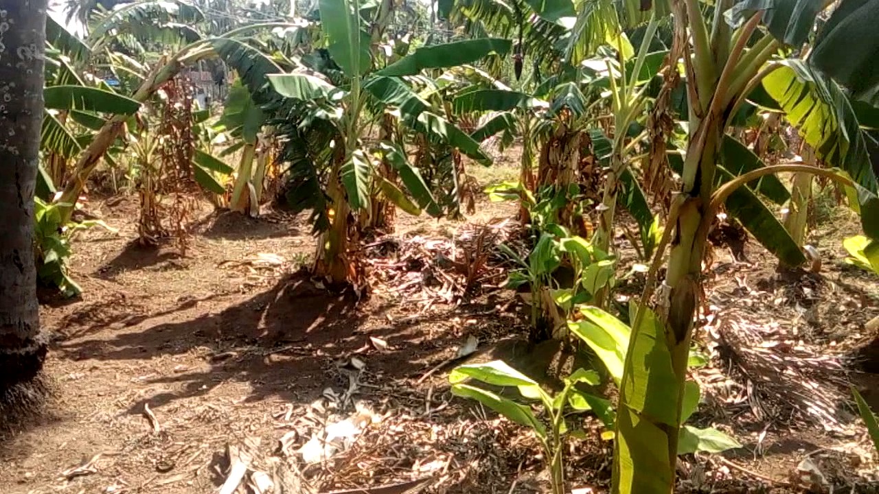 Agriculture land for lease YouTube