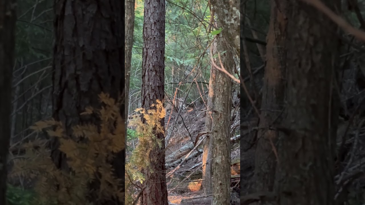 Cat closing the distance #pnw #wildlife #cat #mountainlions #stalking #didntgo20 #hunting #pnw