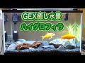 GEX癒し水景ピュアプランツ(ハイグロフィラ)
