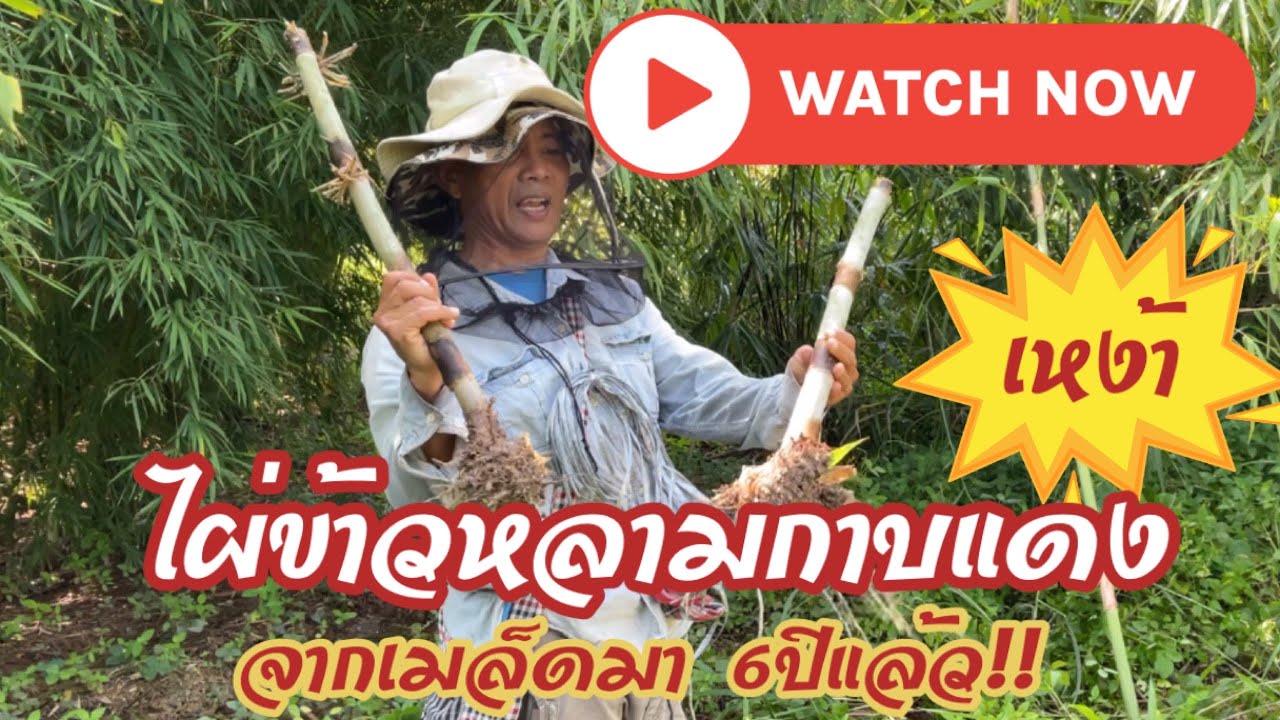 ไผ่ข้าวหลามกาบแดง…เหง้า…ปลูกจากเมล็ดมา 6 ปีแล้ว!!