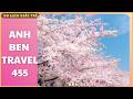 Anh Ben Travel Số 455 - Cả Thành Phố Rực Rỡ Sắc Hoa Anh Đào
