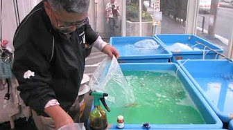 熱帯魚 トリートメントまとめ Youtube