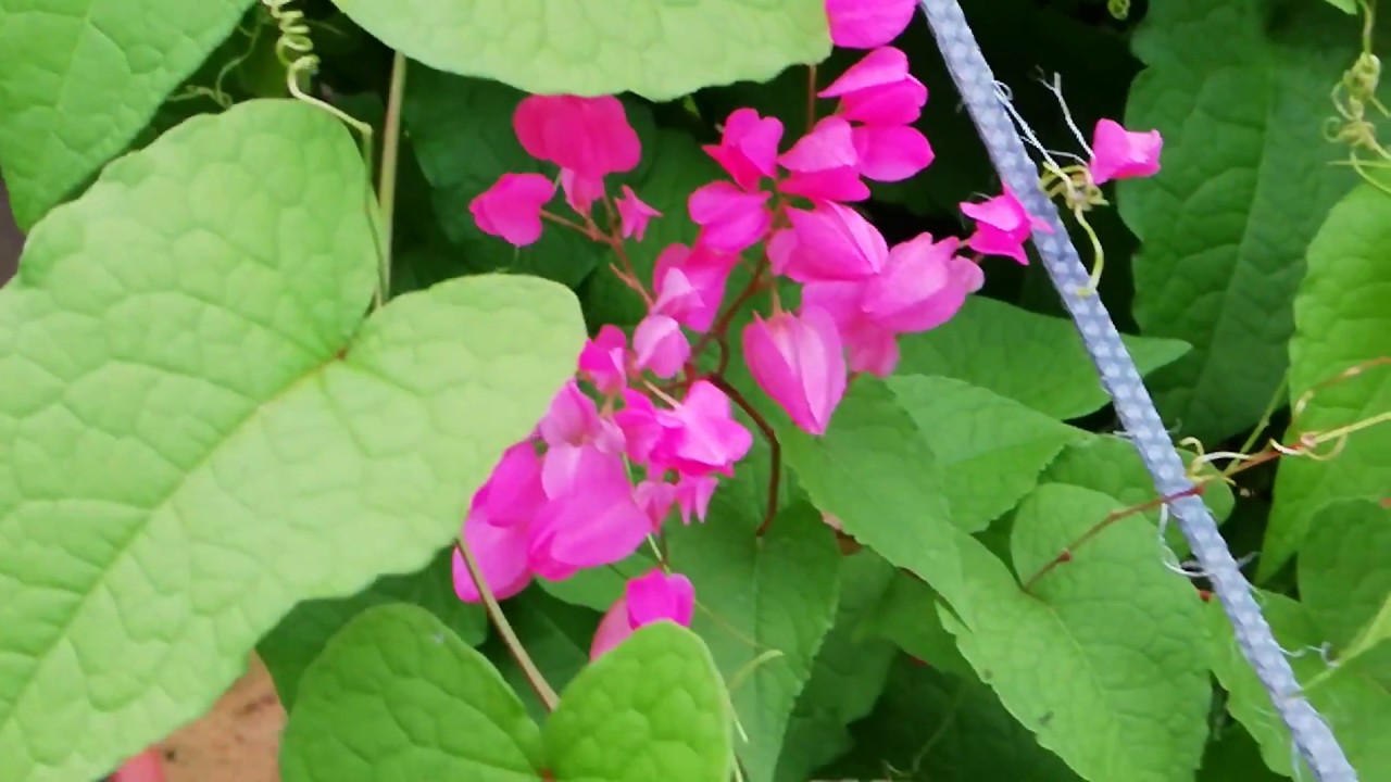 A Visit to Kelulut Farm (Stingless Bee)