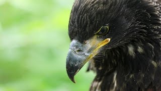 American bald eagles continue remarkable comeback in New Jersey