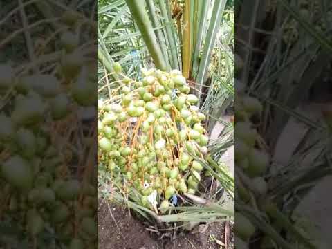  Pohon  kurma  berbuah  YouTube