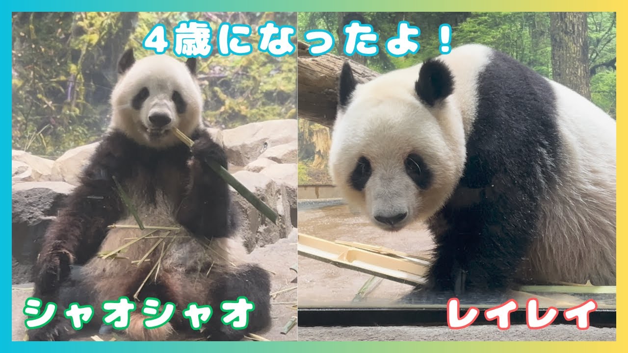 6/24 シャオシャオとレイレイ】4歳になったよ🎂🎉お誕生日翌日の