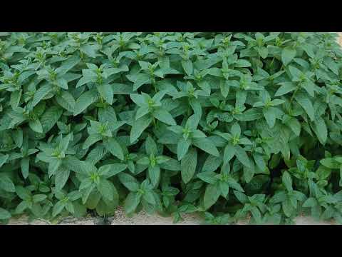 فيديو: كيف ينمو محصول كبير