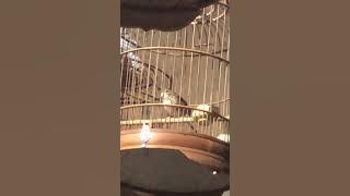 Chim chuối tiêu ngực đốm hót hay thuần dùng làm file đánh bổi