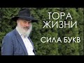 Тора жизни. Сила букв