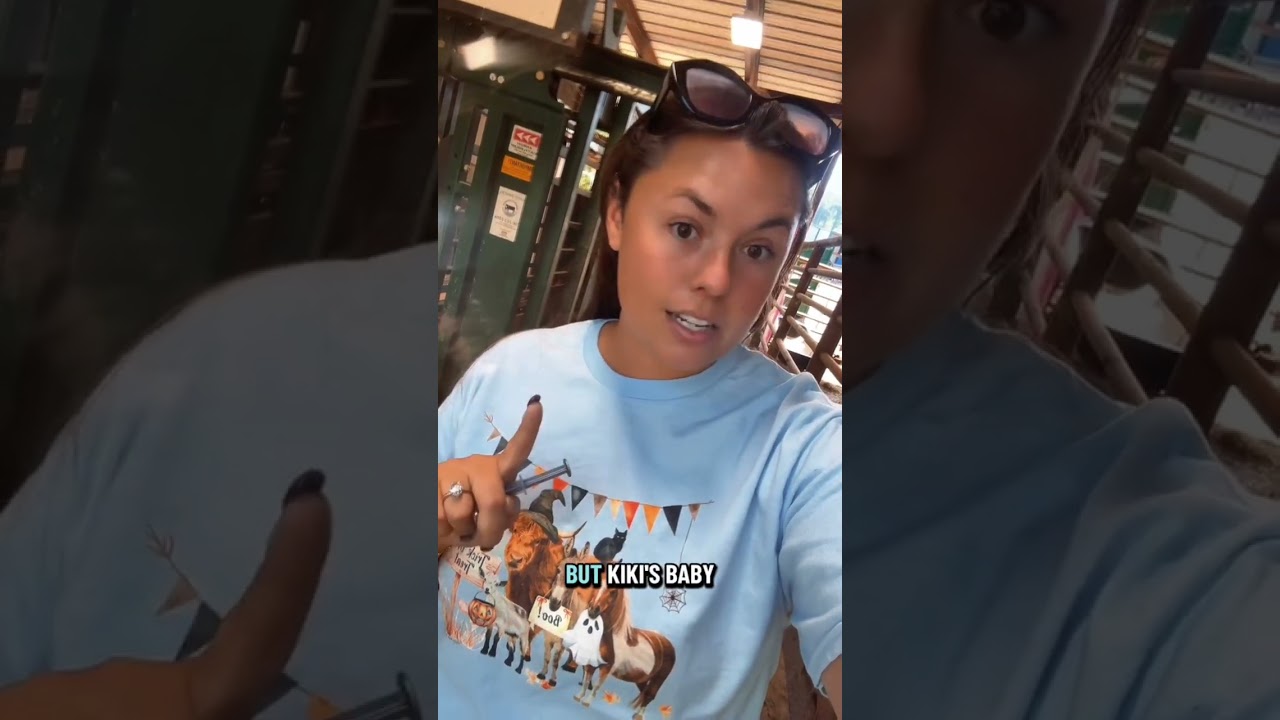 Давайте вылечим моего теленка от забастовки! 