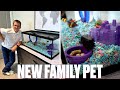 Introducing our new family pet  getting a hamster for the first time  our first family hamster