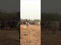 Dhor Animals Animalfarming Cow Cattlefarming 