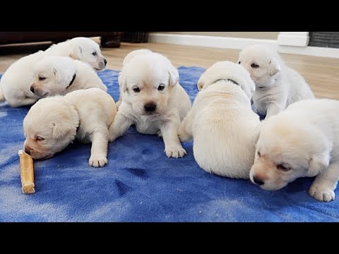 White Lab Puppies Explore The Living Room Youtube